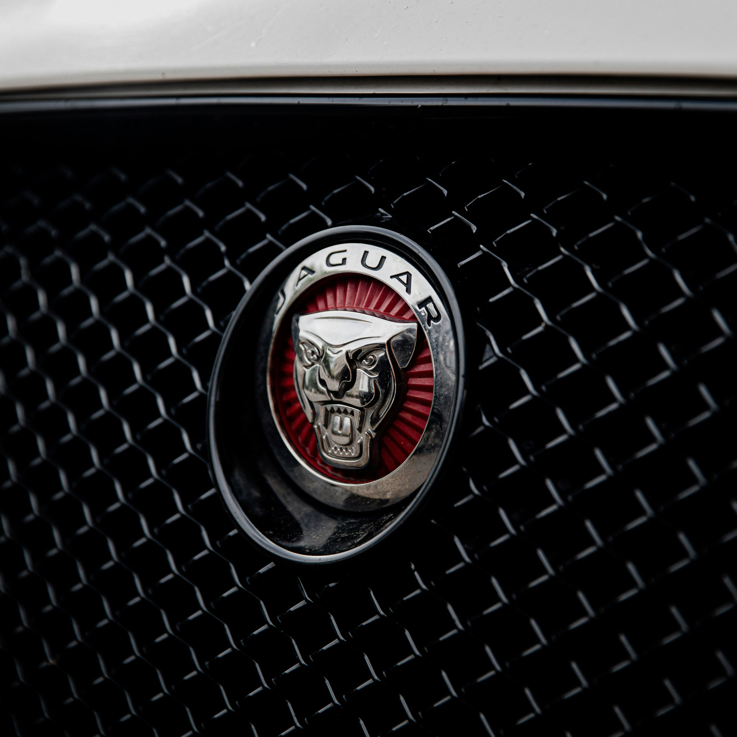 Jaguar-Carousel-Image-Square